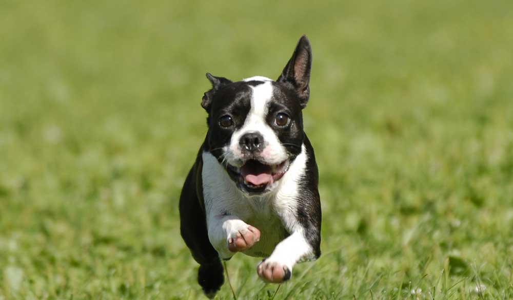 Our Top 10 Small Dog Breeds